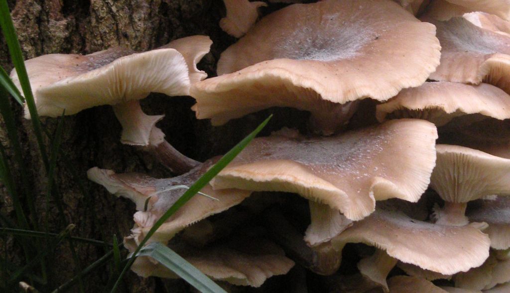 Armillaria forse non mellea...